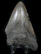 Bargain, Megalodon Tooth - South Carolina #37620-2